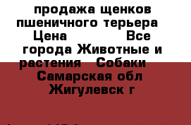 продажа щенков пшеничного терьера › Цена ­ 35 000 - Все города Животные и растения » Собаки   . Самарская обл.,Жигулевск г.